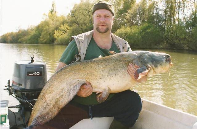 Steve 'Budgie' Burgess with a monster catfish. Photo