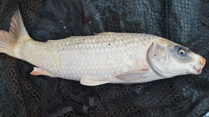 A local day ticket ghost carp. Photo