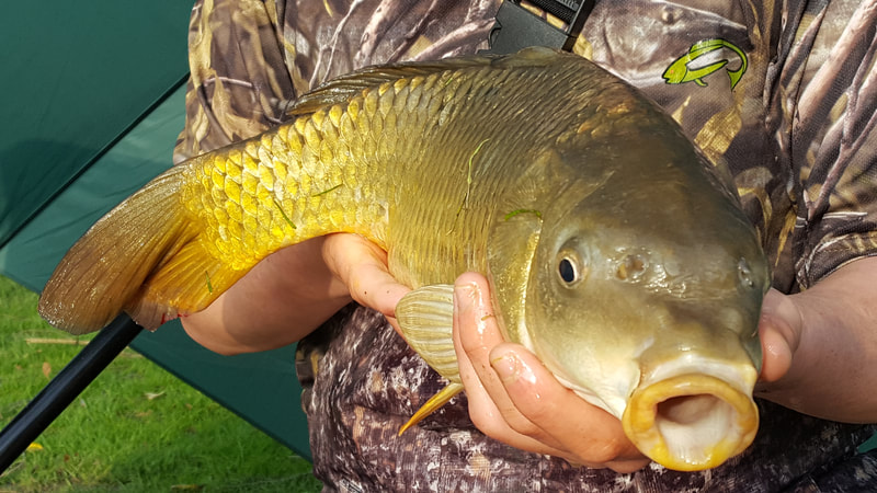A day ticket water carp. Photo