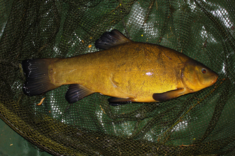 A fine looking Wingham tench. Photo