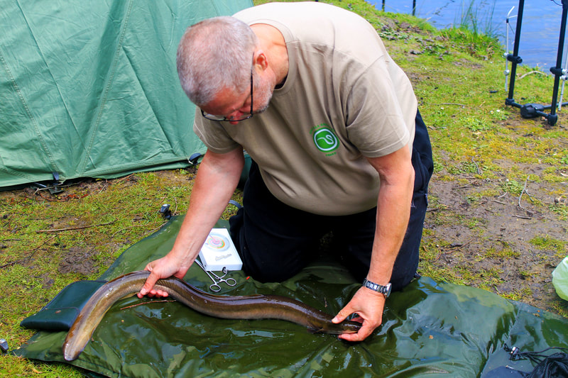Budgie showing off a 4lb Kent stillwater eel. Photo