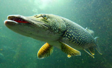 Pike and Predator Fishing Tackle - Bass-online